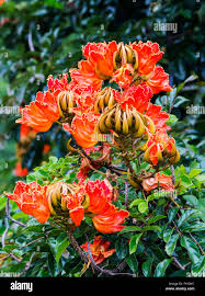 Image result for Spathodea campanulata