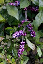 Image result for Myrsine