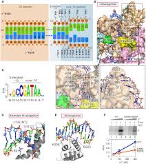 Structural basis of bacterial σ28‐mediated transcription reveals roles of  the RNA polymerase zinc‐binding domain | The EMBO Journal