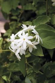 Image result for Jasminum sambac
