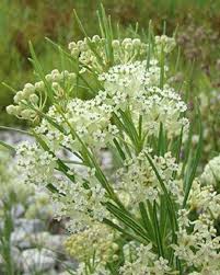 Whorled Milkweed Asclepias Verticillata Asclepias Milkweed Wild Flowers