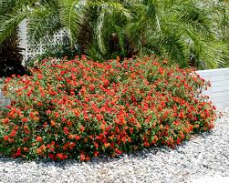 Does cvs have flowers near me. Lantana Cvs Inland Valley Garden Planner