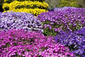 Senetti Blue Bicolour | Evergreen Perennial Spring Flowering Outdoor Garden  Flower Plant In 2L Pot : Amazon.Co.Uk: Garden