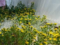 Image result for Gunillaea