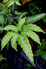 Image result for Pteris preussii