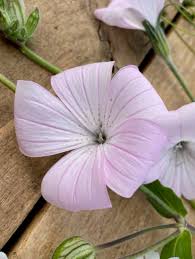 Image result for Agrostemma