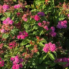 Image result for Spiraea x bumalda ´Crispa