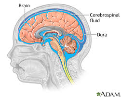 السائل الشوكي Cerebrospinal Fluid وظيفة السائل الشوكي ماهو Csf