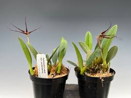 Image result for Bulbophyllum burttii