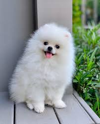 Outstanding Pomeranian Puppies For Rehoming Looking For Forever Home California For Sale Los Angeles Pets Dogs
