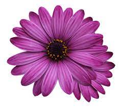 We did not find results for: Bunga Marigold Ungu Png Foto Gratis Di Pixabay