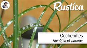 La cochenille est un parasite fréquent au jardin ou sur les plantes d'intérieur. Lutter Contre La Cochenille De L Hortensia Et La Cochenilles Farineuse Youtube