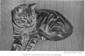 CATS By Eleanor Booth Simmons (1935)