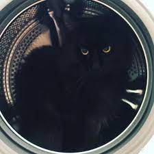 reshil najti svoyo prizvanie pervym delom otpravilsya na kosmicheskuyu stanciyu probovatsya v kosmonavty naznachili ispytanie v centrifuge cat s instagram life