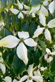 Image result for Cornus