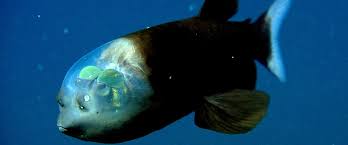 Image result for Dicoma macrocephala