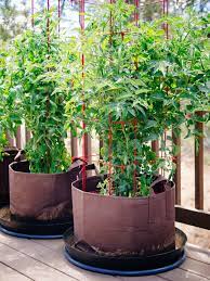 Water the plants the right way. How To Grow Tomatoes In Pots Even Without A Garden Garden Betty