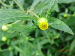 Image result for Rhaptopetalum roseum