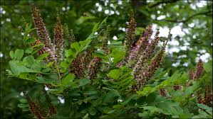 Image result for Baptorhachis foliacea