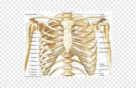 The rib cage consists of the 12 pairs of ribs and the sternum, or breastbone. Thorax Anatomy Bone Neck Rib Cage Skeleton Lung Anatomy Abdomen Png Pngwing