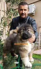 Ovcharka Kafkas Coban Yavrulari Satilik Kopekler Kopek Coban Kopegi