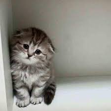 Yavru Kedi Torbali Veteriner Candan Veteriner Klinigi Veteriner Hekim Petshop Torbali Kedi Ve Kopek Tedavi Merkezi