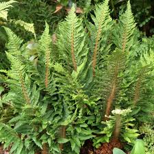 Image result for Blechnum tabulare