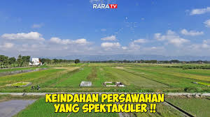 KEINDAHAN PERSAWAHAN, MENYAKSIKAN PESONA ALAM PERBUKITAN DAN PESONA BURUNG  DI ATAS SAWAH - YouTube
