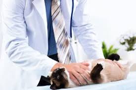Maybe you would like to learn more about one of these? Veterinary Services In Selma Nc For Pet S Sake Animal Hospital
