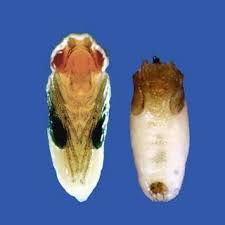 Scientists find a maturity gene