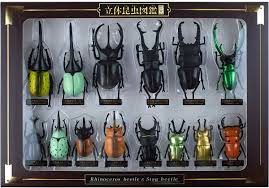 Real Figure Insect Specimen DX Set Beetle Hercules Ricky Blue etc. Figure |  eBay