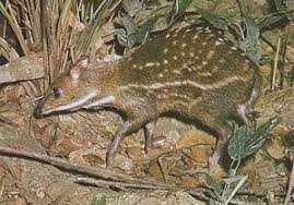 Image result for Cylindropsis parvifolia