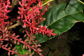 Image result for Helixanthera