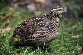 Image result for quail