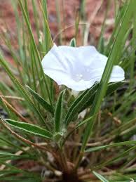 Image result for Bonamia mossambicensis