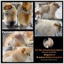 Hair loss can first occur as early as 1 year of age or as. Alopecia X E Outras Endocrinopatias Endocrinologia Veterinaria Fotos Facebook