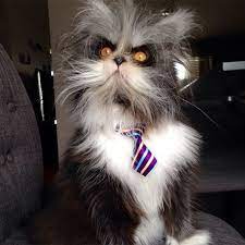 Maybe you would like to learn more about one of these? Werewolf Cat Is Strange And Adorable Cattime Werewolf Cat Unique Cats Beautiful Cats