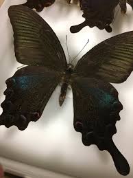 We did not find results for: Isa Betancourt Ø¹ÙÙ ØªÙÙØªØ± The Butterfly Whose Scales We Looked At Under The Dissection Scope During The Bugscope Is Papilio Bianor The Chinese Peacock Butterfly Https T Co Cfbxpi3dfi