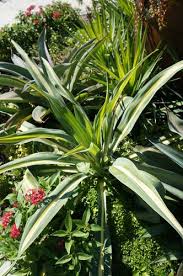 Image result for Beschorneria sp. (Biegel 5357)