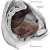 A variably thick muscular membrane called a diaphragm coccygeus and levator ani the muscles that are up for discussion are those that form the lower limit of the true pelvis and. 1