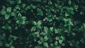 Multiple sizes available for all screen sizes. 27 Green Aesthetic Wallpapers Wallpaperboat