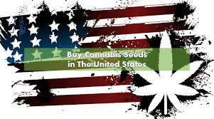 Welcome to the attitude cannabis seeds bank, we have hundreds of varieties of the best marijuana seeds (cannabis seeds) from the world's top cannabis seed breeders and reputable cannabis seed companies from amsterdam, canada, australia and south africa. Buying Marijuana Seeds In United States 2021 10buds