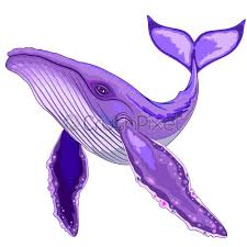 A humpback whale (megaptera novaeangliae) is a large baleen whale with long flippers and a knobbly head. Humpback Whale Purple Surreal Creature Isolated On White Vector Illustration Stock Vector Crushpixel