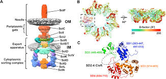 Free, quick, and very powerful. The Structure Of The Type Iii Secretion System Export Gate With Cdso An Atpase Lever Arm