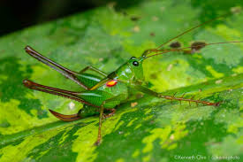 Image result for Ruspolia australis