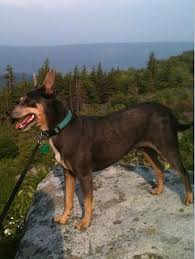 Small Dog Breeds With Black And Brown Fur A Black With Brown And White Mountain Feist Is Standing High Up On A Hill On A Rock Overlooking A Lot Of Trees Mountain Feist Dogs Types Of Small Dogs