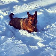 It's free to post an ad. Gsd Snow Dogs Vom Buflod German Shepherds