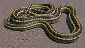 They prey on frogs, crickets, and mice. Kansas Herpetofaunal Atlas