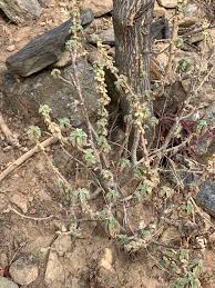 Image result for Coleus cylindraceus