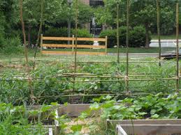 They will support your plants' weight and encourage their growth, while also creating a lovely display that will spruce up the look of your garden. Bamboo Tomato Trellis 6 Steps With Pictures Instructables